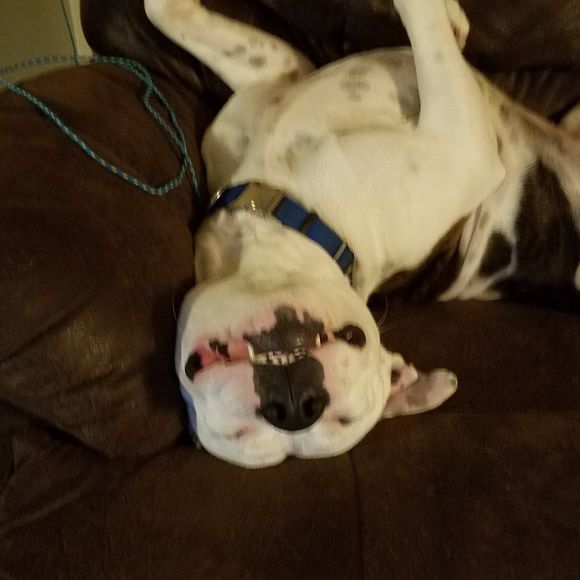 Meet your Posher, Casey - Picture 1 of 1